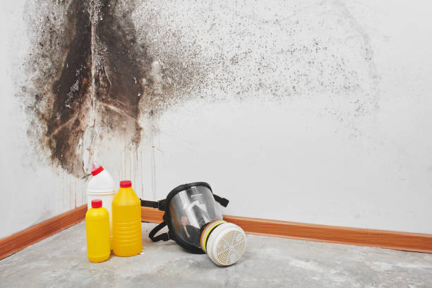 Best Preventive Mold Services in Cleora, OK