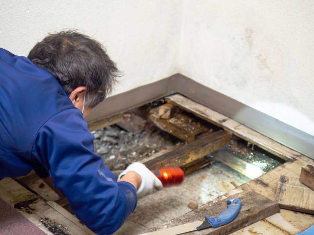 Best Post-Flood Mold Remediation in Cleora, OK