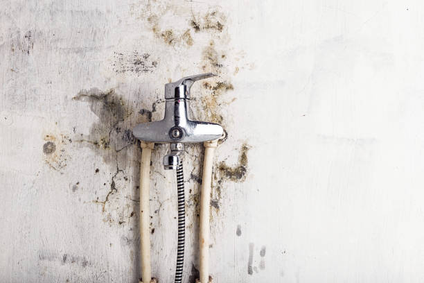Best Black Mold Remediation in Cleora, OK