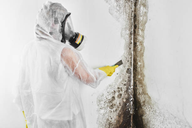 Best Crawl Space Mold Remediation in Cleora, OK