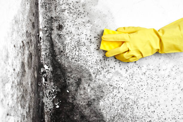 Best Residential Mold Remediation in Cleora, OK