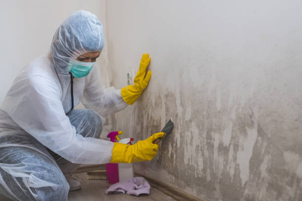 Best Insurance-Related Mold Remediation in Cleora, OK
