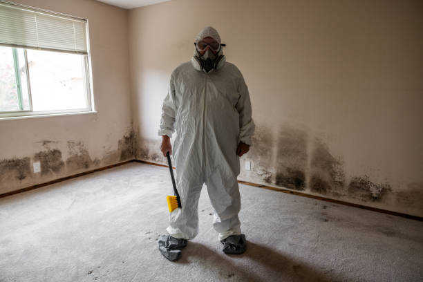 Best Attic Mold Remediation in Cleora, OK