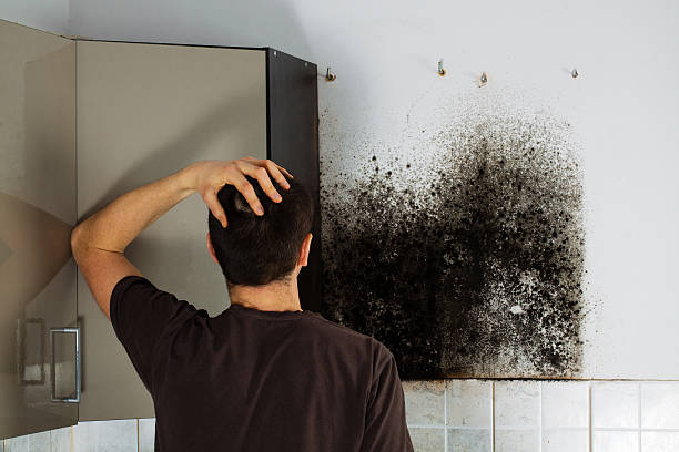 Best Kitchen Mold Remediation in Cleora, OK