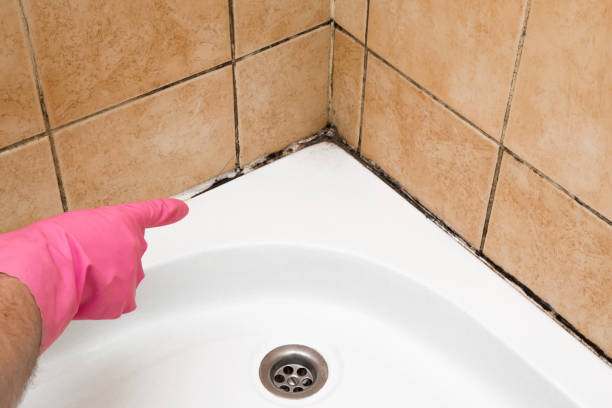 Best Basement Mold Remediation in Cleora, OK
