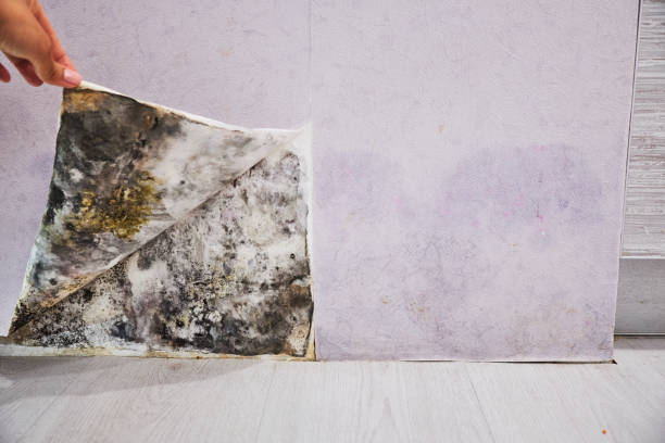 Best DIY Mold Remediation Support Services in Cleora, OK
